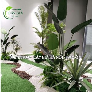 Cây rêu dương xỉ giả