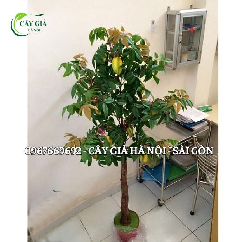 Cây Khế Giả Thiết Kế Kích Thước Theo Yêu Cầu - Ảnh 3