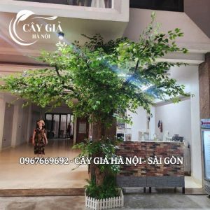 Cây ô liu - cây giả hà nội