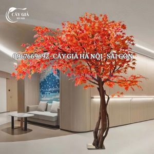 cây phong lá đỏ