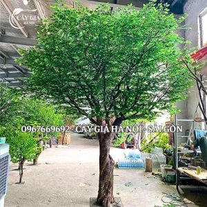 Thiết Kế Cây Si Cảnh Giả Theo Yêu Cầu