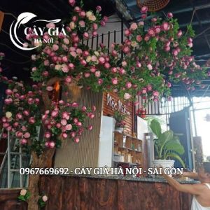 Cây Hoa Hồng Decor Thích Hợp Phòng Làm Việc