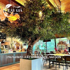 Thiết kế cây ô liu cho tại quán ăn