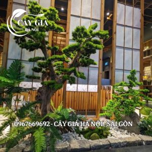 Cây Tùng La Hán Giả Thân Gỗ Tự Nhiên